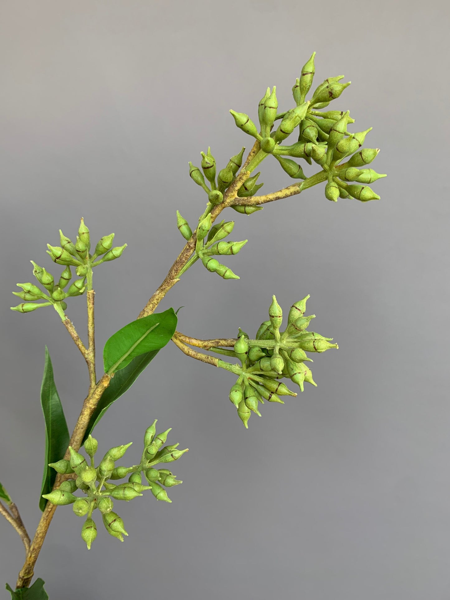 Premium Artificial Eucalyptus robusta tree green artificial flower faux flower 31 inch