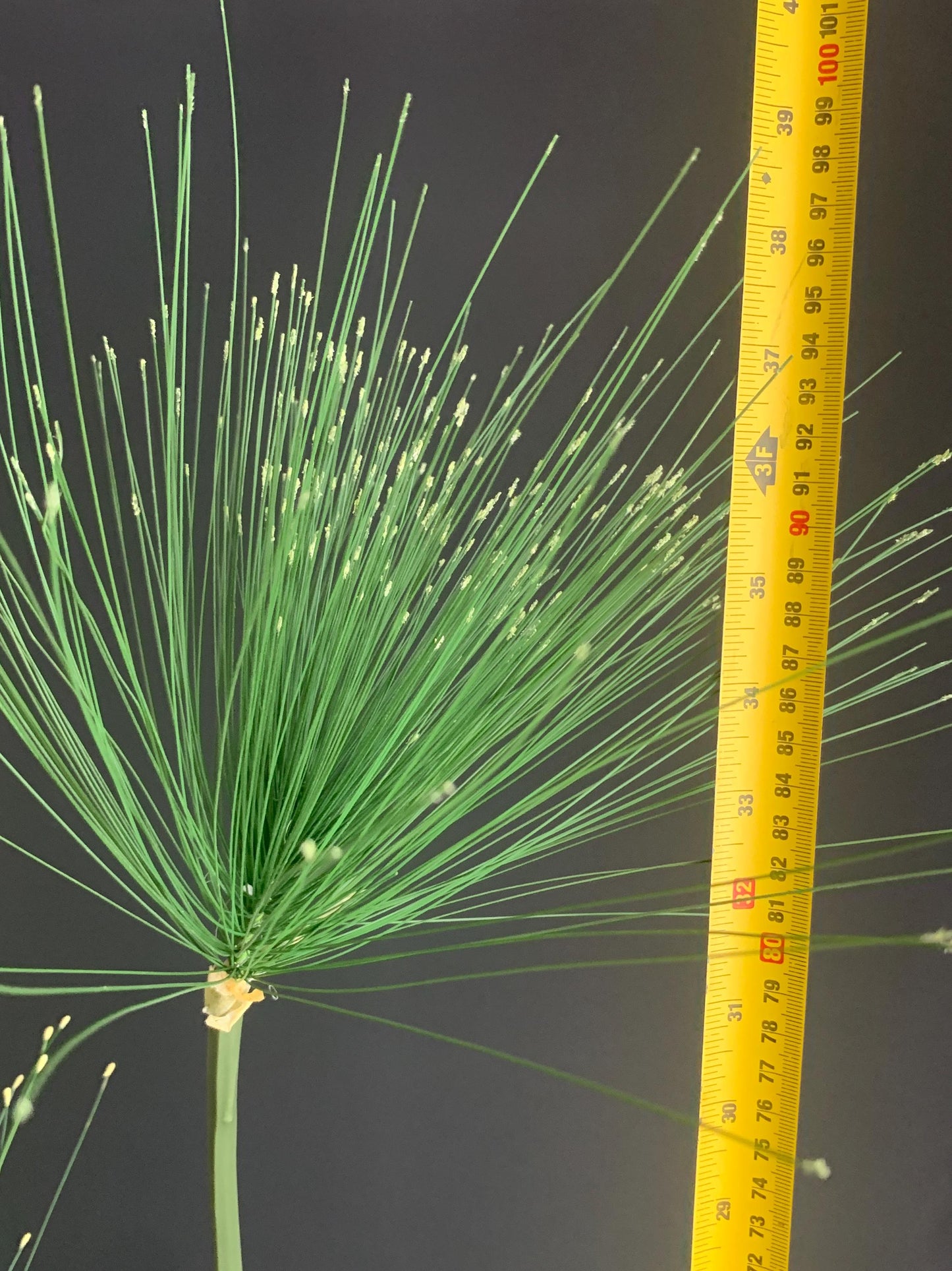 Faux Papyrus Stem Single Artificial Egyptian Sedge Branch Silk Botanical Fake Umbrella Plant Traditional Architectural Tall Vase Filler